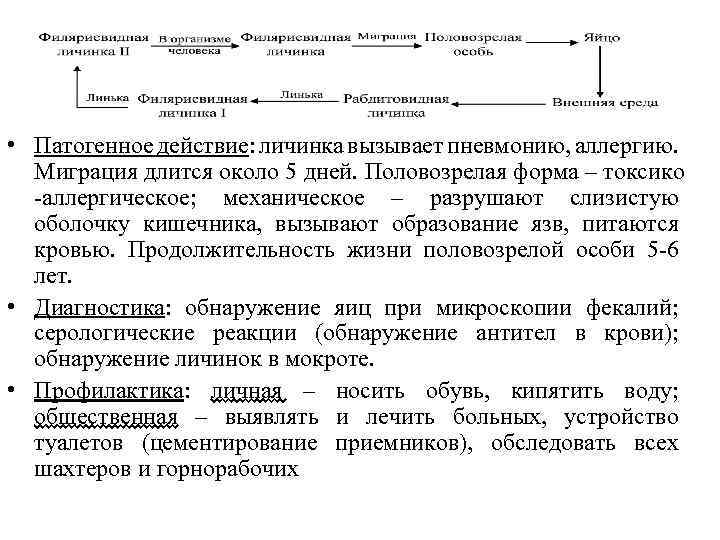  • Патогенное действие: личинка вызывает пневмонию, аллергию. Миграция длится около 5 дней. Половозрелая