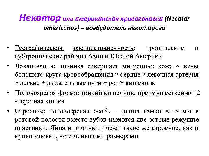 Некатор или американская кривоголовка (Necator americanus) – возбудитель некатороза • Географическая распространенность: тропические и