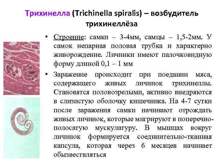 Трихинелла (Trichinella spiralis) – возбудитель трихинеллёза • Строение: самки – 3 -4 мм, самцы