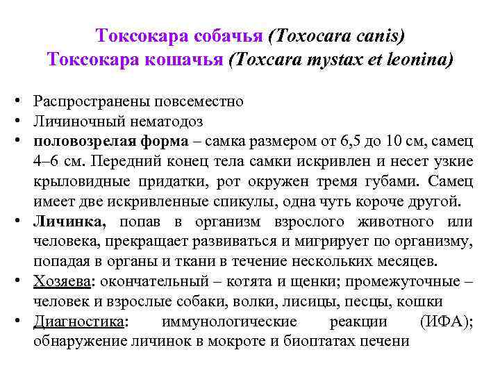 Токсокара собачья (Toxocara canis) Токсокара кошачья (Toxcara mystax et leonina) • Распространены повсеместно •