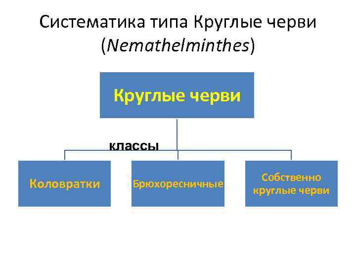 Систематика типа Круглые черви (Nemathelminthes) Круглые черви классы Коловратки Брюхоресничные Собственно круглые черви 