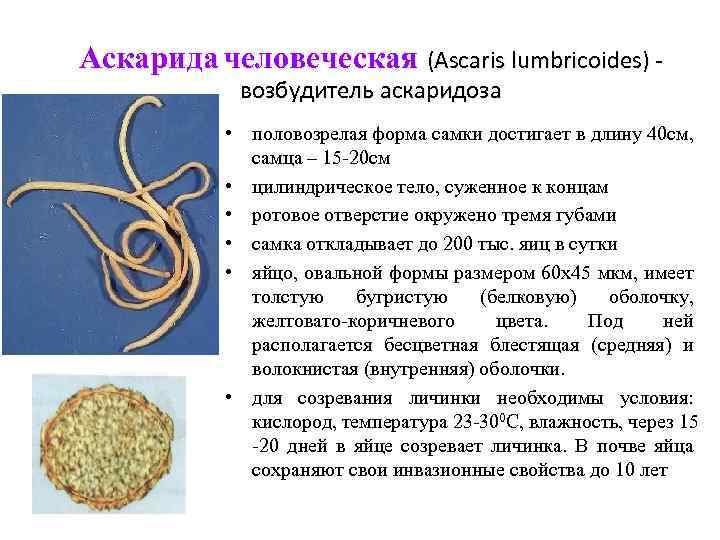 Личинки аскариды фото