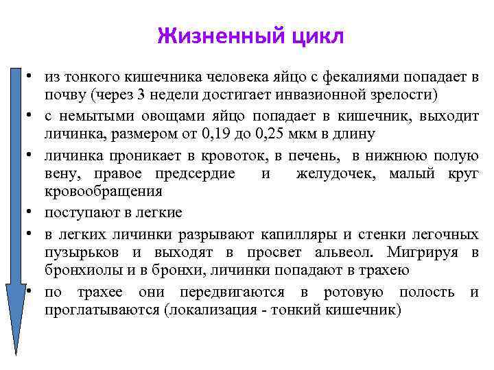 Жизненный цикл • из тонкого кишечника человека яйцо с фекалиями попадает в почву (через