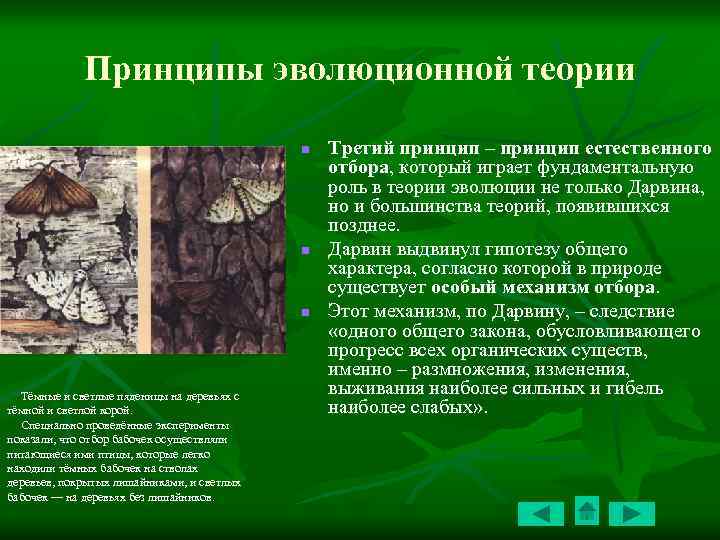 Принципы эволюционной теории n n n Тёмные и светлые пяденицы на деревьях с тёмной
