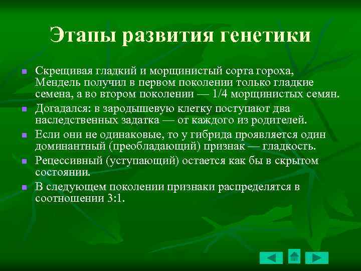 Этапы развития генетики n n n Скрещивая гладкий и морщинистый сорта гороха, Мендель получил