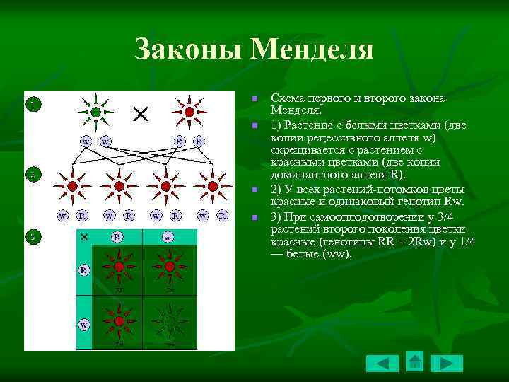 Законы Менделя n n Схема первого и второго закона Менделя. 1) Растение с белыми