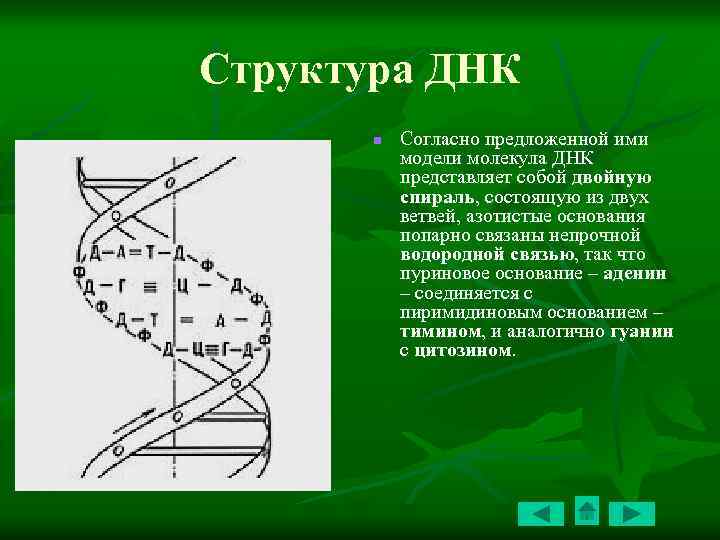 Структура ДНК n Согласно предложенной ими модели молекула ДНК представляет собой двойную спираль, состоящую