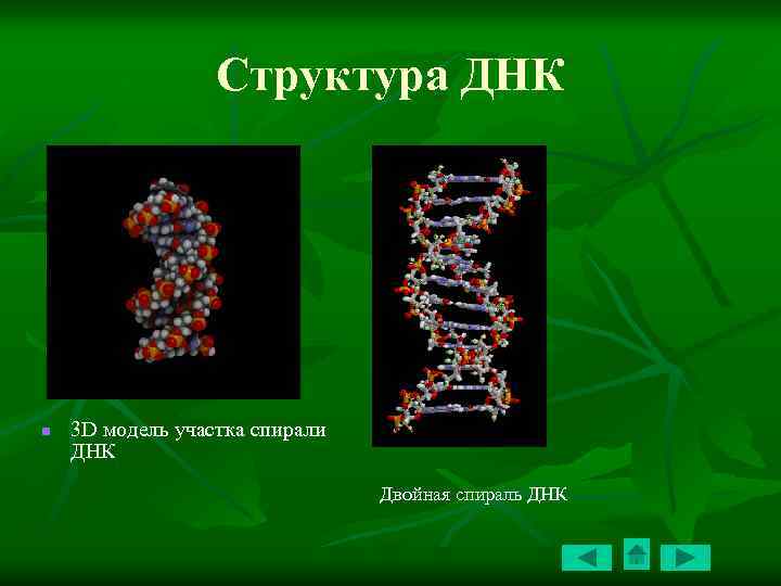 Двойная днк. Участок двойной спирали ДНК. Участок Альфа спирали ДНК. Спираль ДНК грибы акт. ДНК какая биосистема.