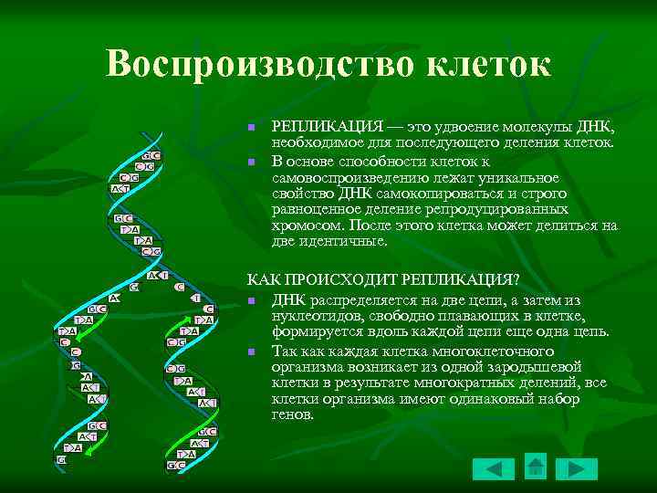 Воспроизводство клеток n n РЕПЛИКАЦИЯ — это удвоение молекулы ДНК, необходимое для последующего деления
