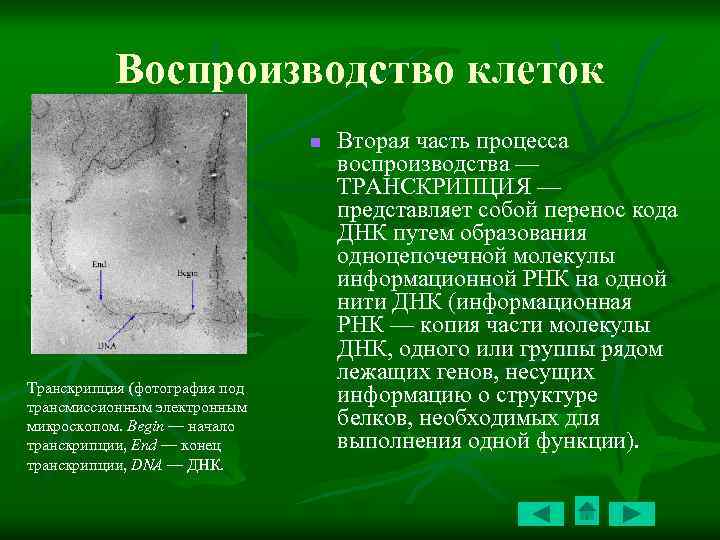 Воспроизводство клеток. Транскрипция в электронный микроскоп. Процесс воспроизводства клетки. Микроскопическая фотография транскрипции.