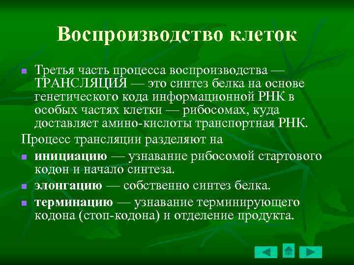 Воспроизводство клетки