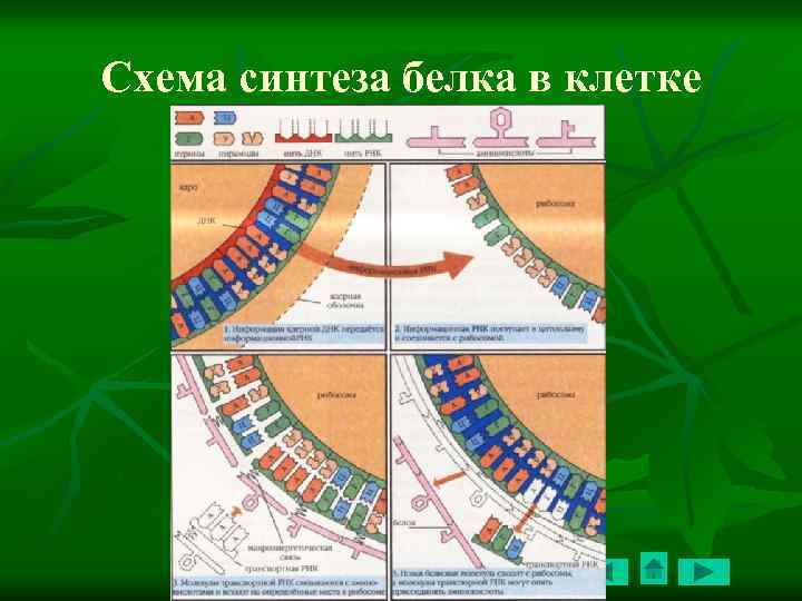 Биологическая картина мира это