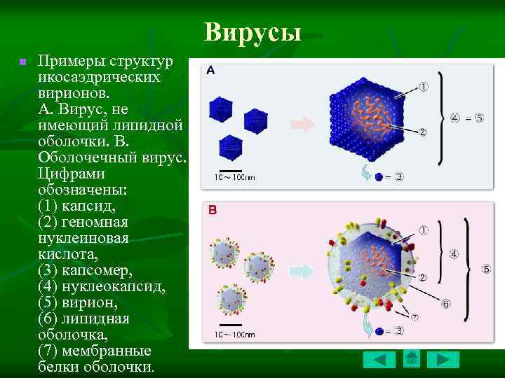 Вирусы примеры. Вирусы групп структура вириона. Вирус нуклеиновая кислота капсид. Различные вирусы и их кристаллическая структура. Вирусы не имеющие оболочки.