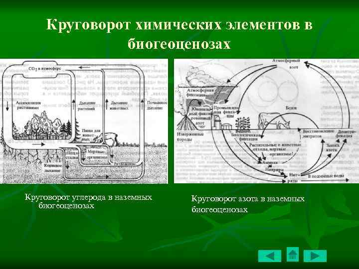 Компоненты биогеоценоза схема