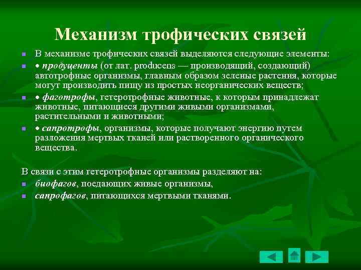 Механизм трофических связей n n В механизме трофических связей выделяются следующие элементы: продуценты (от