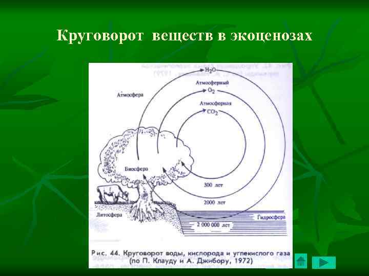 Биологический круговорот картинка