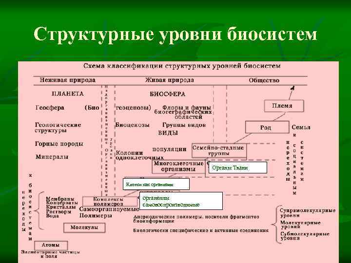 Структурные уровни. Уровни организации биосистем. Схема классификации структурных уровней биосистем.. Уровни организации биосистем примеры. Биосистема примеры разных уровней.