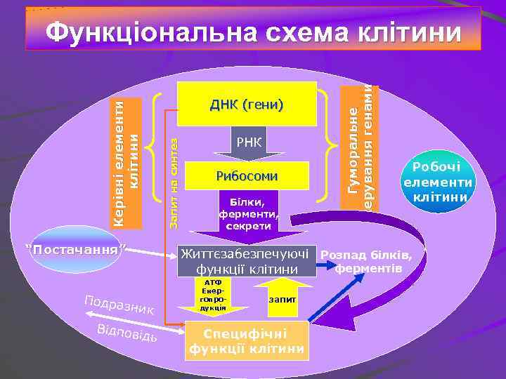 “Постачання” Подра РНК Рибосоми Білки, ферменти, секрети Гуморальне керування генами ДНК (гени) Запит на