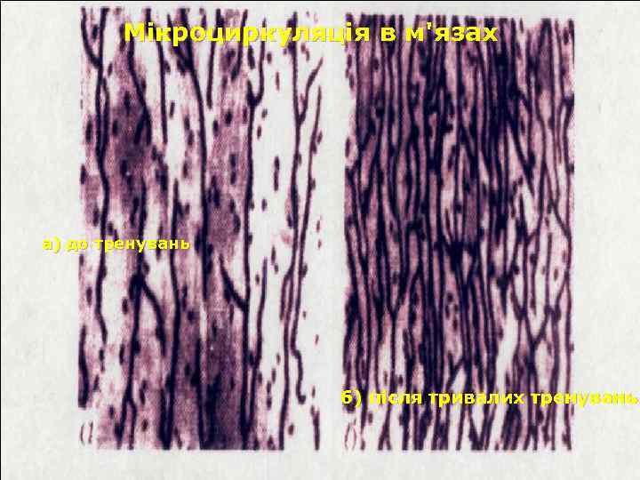 Мікроциркуляція в м'язах а) до тренувань б) після тривалих тренувань 