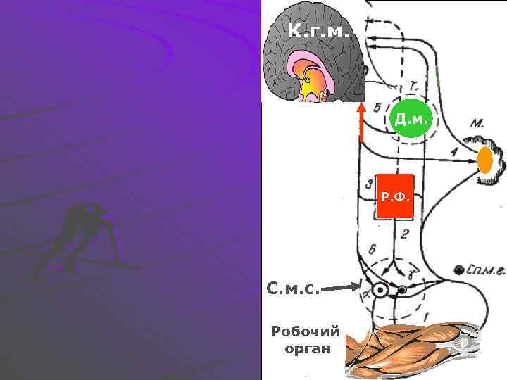 К. г. м. Д. м. Р. Ф. С. м. с. Робочий орган 
