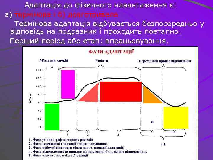 Адаптація до фізичного навантаження є: а) термінова і б) довготривала Термінова адаптація відбувається безпосередньо