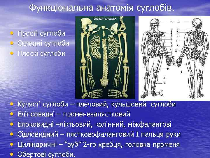 Функціональна анатомія суглобів. • Прості суглоби • Складні суглоби • Плоскі суглоби • •