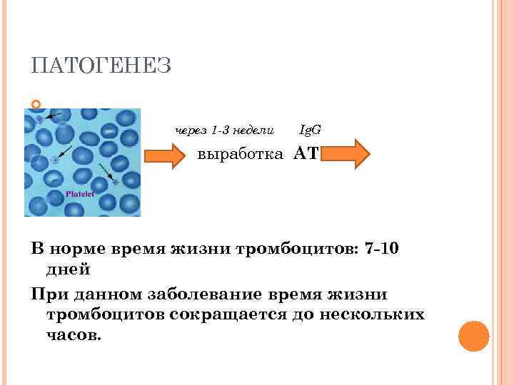 ПАТОГЕНЕЗ через 1 -3 недели Ig. G выработка АТ АГ+АТ В норме время жизни