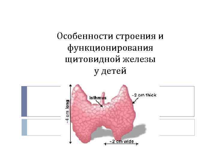 Щитовидная железа у детей. Анатомия щитовидной железы у детей. Особенности строения щитовидной железы. Строение щитовидной железы у детей. Функции щитовидной железы у детей.