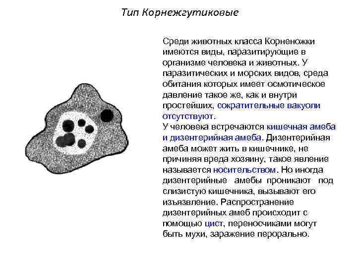 Тип Корнежгутиковые Среди животных класса Корненожки имеются виды, паразитирующие в организме человека и животных.