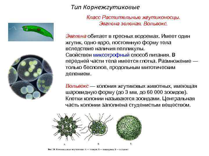 Тип Корнежгутиковые Класс Растительные жгутиконосцы. Эвглена зеленая. Вольвокс. Эвглена обитает в пресных водоемах. Имеет