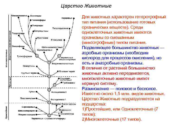 Царство Животные Для животных характерен гетеротрофный тип питания (использование готовых органических веществ). Среди одноклеточных