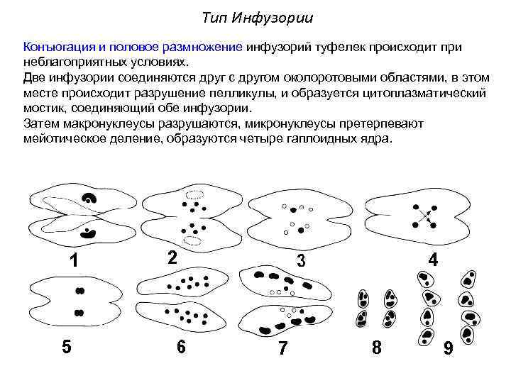 Тип Инфузории Конъюгация и половое размножение инфузорий туфелек происходит при неблагоприятных условиях. Две инфузории