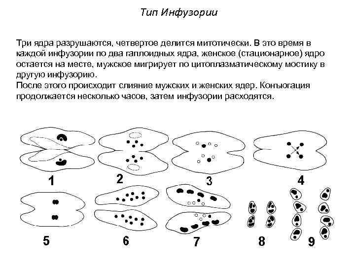 Тип Инфузории Три ядра разрушаются, четвертое делится митотически. В это время в каждой инфузории