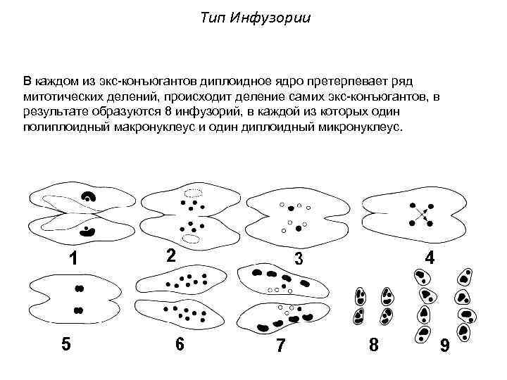 Тип Инфузории В каждом из экс-конъюгантов диплоидное ядро претерпевает ряд митотических делений, происходит деление