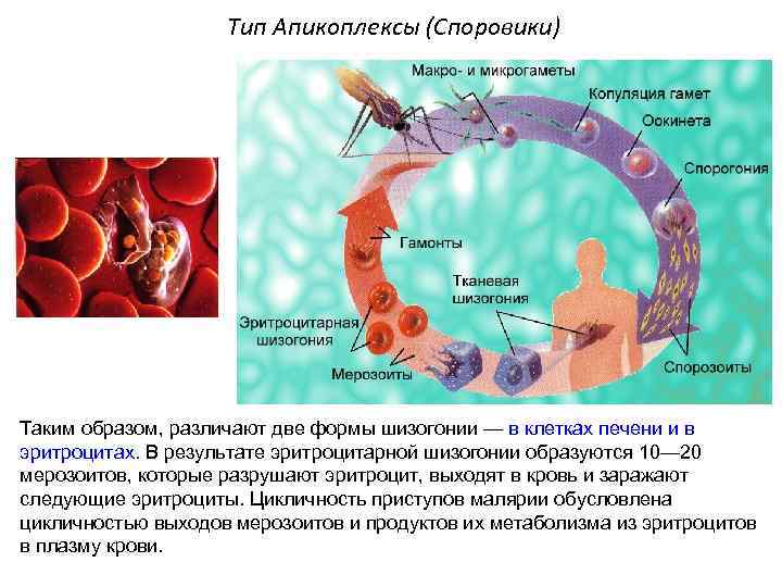 Тип Апикоплексы (Споровики) Таким образом, различают две формы шизогонии — в клетках печени и