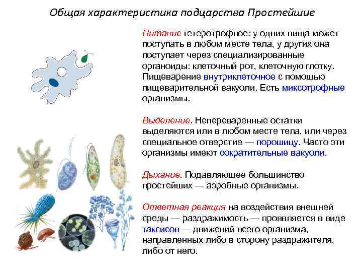 Общая характеристика подцарства Простейшие Питание гетеротрофное: у одних пища может поступать в любом месте