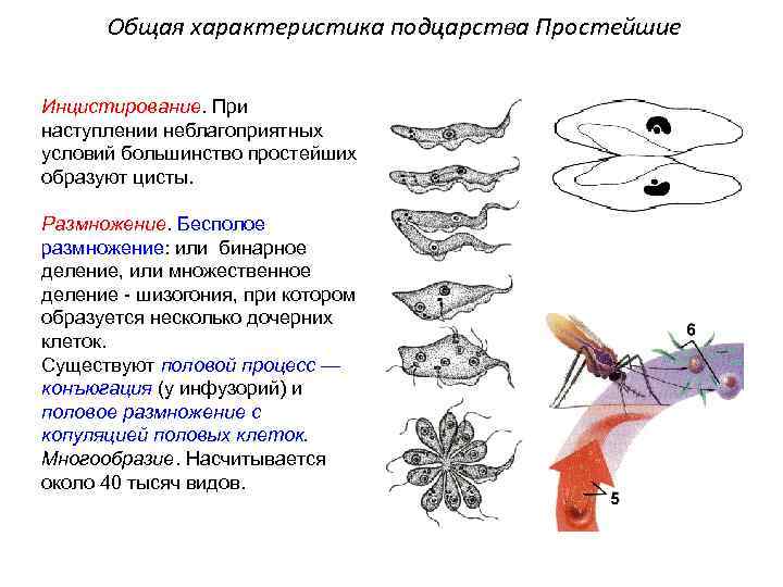 Общая характеристика подцарства Простейшие Инцистирование. При наступлении неблагоприятных условий большинство простейших образуют цисты. Размножение.