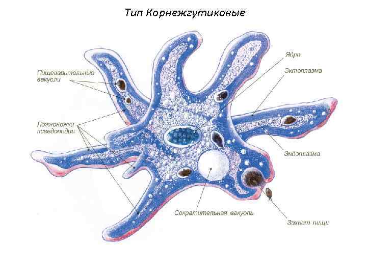 Тип Корнежгутиковые 