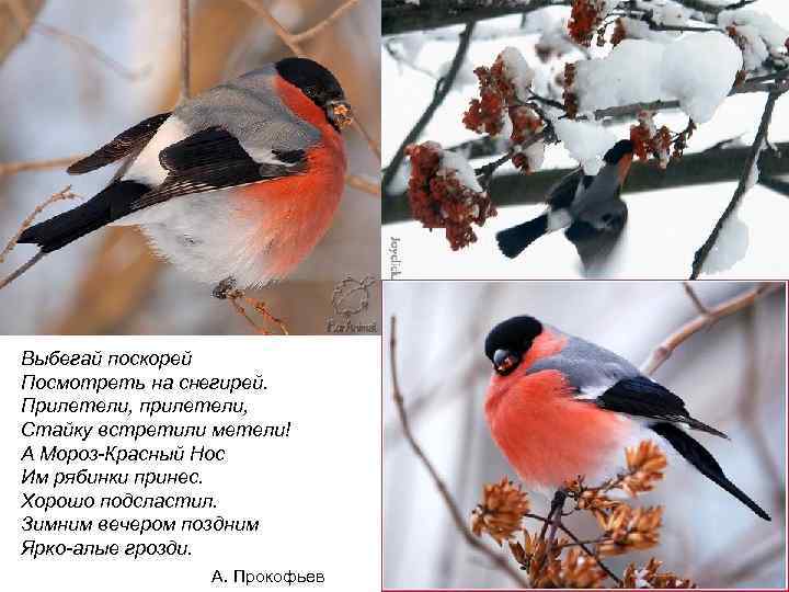 Выбегай поскорей Посмотреть на снегирей. Прилетели, прилетели, Стайку встретили метели! А Мороз-Красный Нос Им
