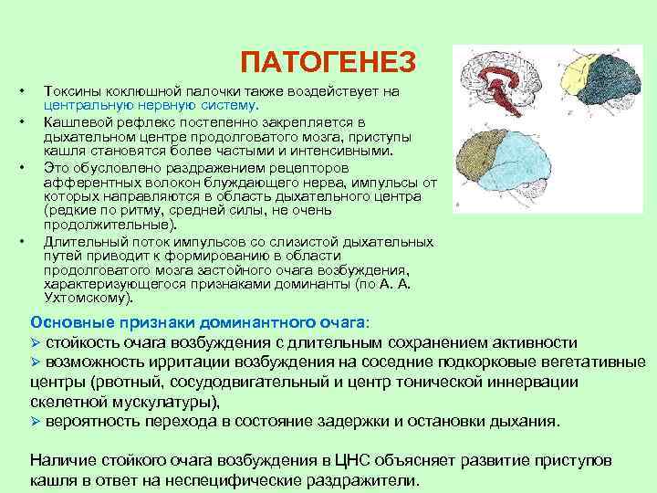 ПАТОГЕНЕЗ • • Токсины коклюшной палочки также воздействует на центральную нервную систему. Кашлевой рефлекс