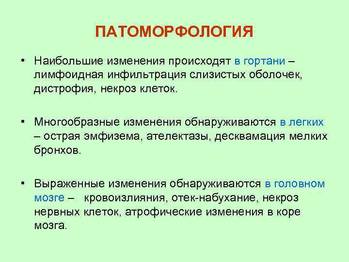 ПАТОМОРФОЛОГИЯ • Наибольшие изменения происходят в гортани – лимфоидная инфильтрация слизистых оболочек, дистрофия, некроз