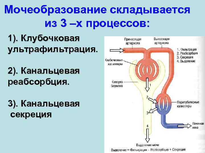 Мочеобразование складывается из 3 –х процессов: 1). Клубочковая ультрафильтрация. 2). Канальцевая реабсорбция. 3). Канальцевая