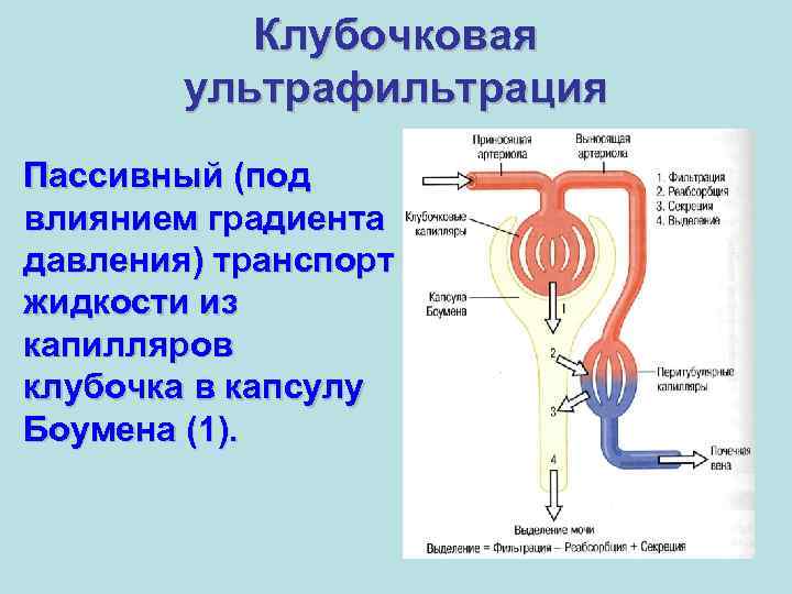 Клубочковая ультрафильтрация Пассивный (под влиянием градиента давления) транспорт жидкости из капилляров клубочка в капсулу