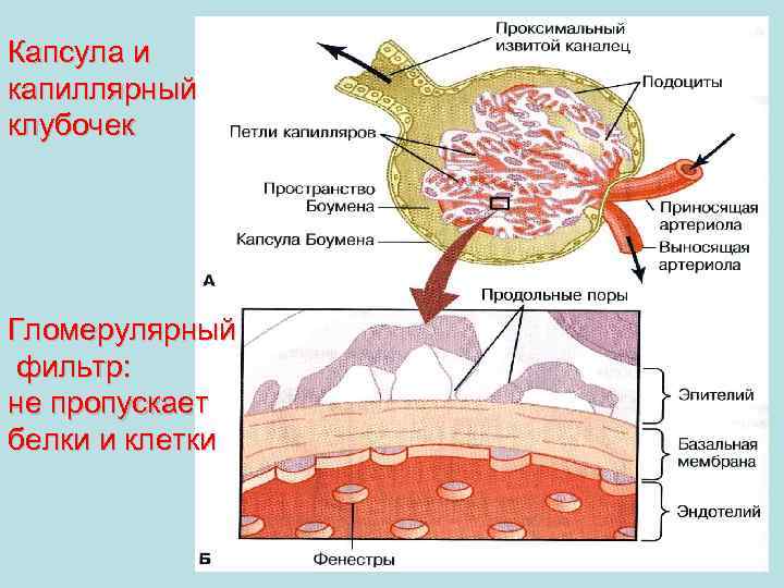 Капсула и капиллярный клубочек Гломерулярный фильтр: не пропускает белки и клетки 