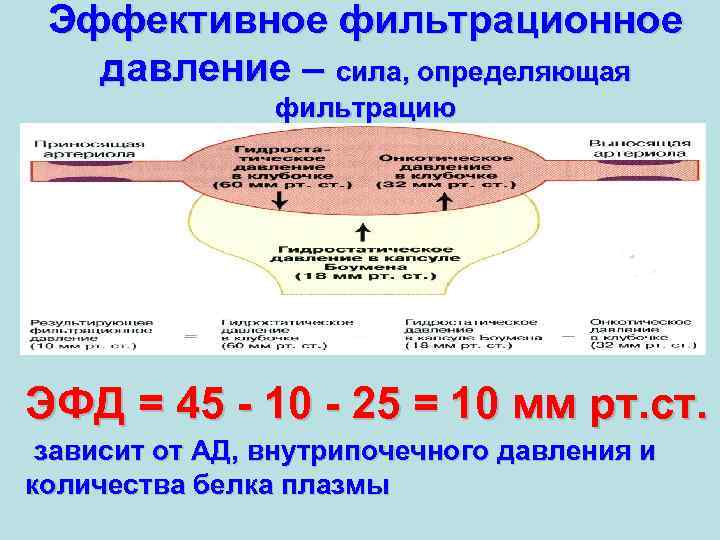 Эффективное фильтрационное давление – сила, определяющая фильтрацию ЭФД = 45 - 10 - 25