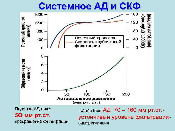 Системное АД и СКФ Падение АД ниже 5 О мм рт. ст. – прекращение