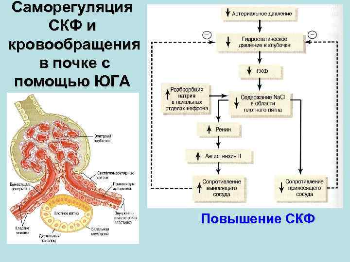 Саморегуляция СКФ и кровообращения в почке с помощью ЮГА Повышение СКФ 