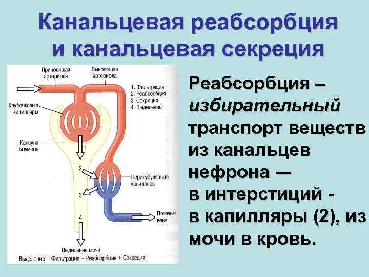 Канальцевая реабсорбция и канальцевая секреция Реабсорбция – избирательный транспорт веществ из канальцев нефрона -–