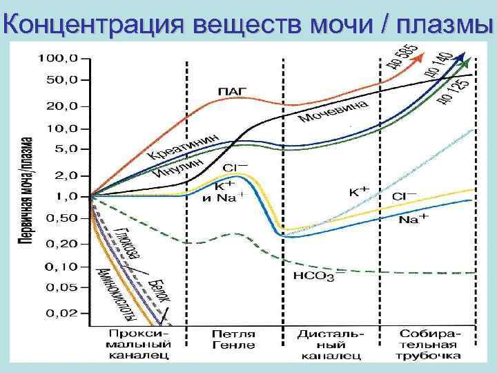 Концентрация веществ мочи / плазмы 