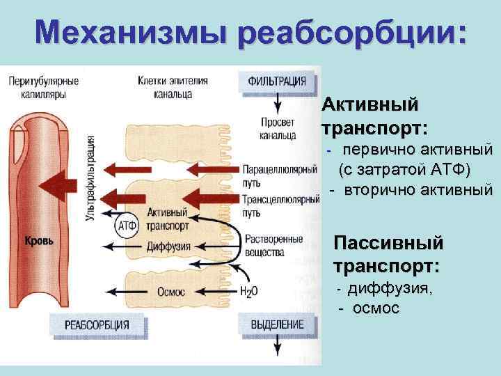 Механизмы реабсорбции: Активный транспорт: первично активный (с затратой АТФ) - вторично активный - Пассивный